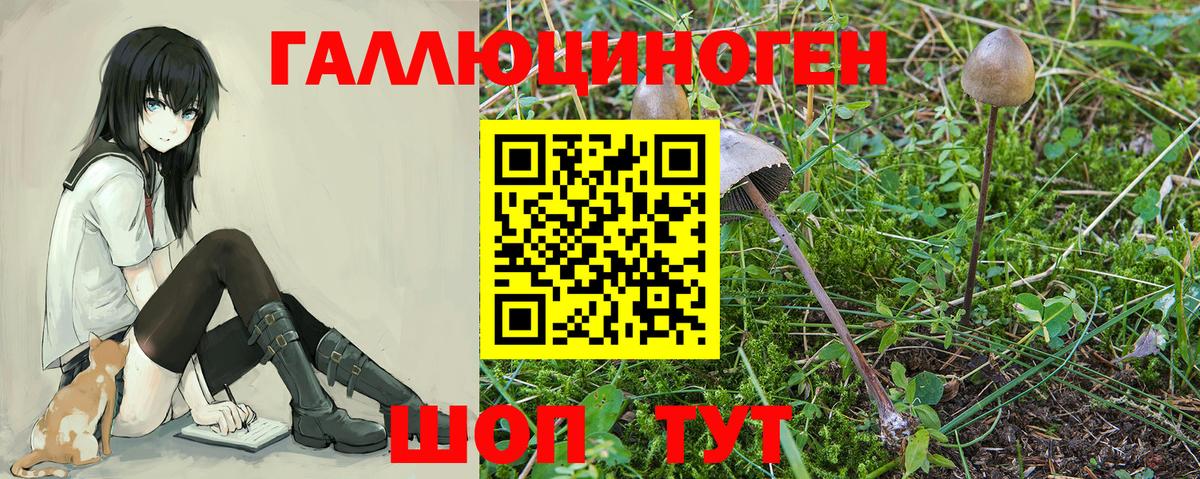 Галлюциногенные грибы Psilocybine cubensis Каменка